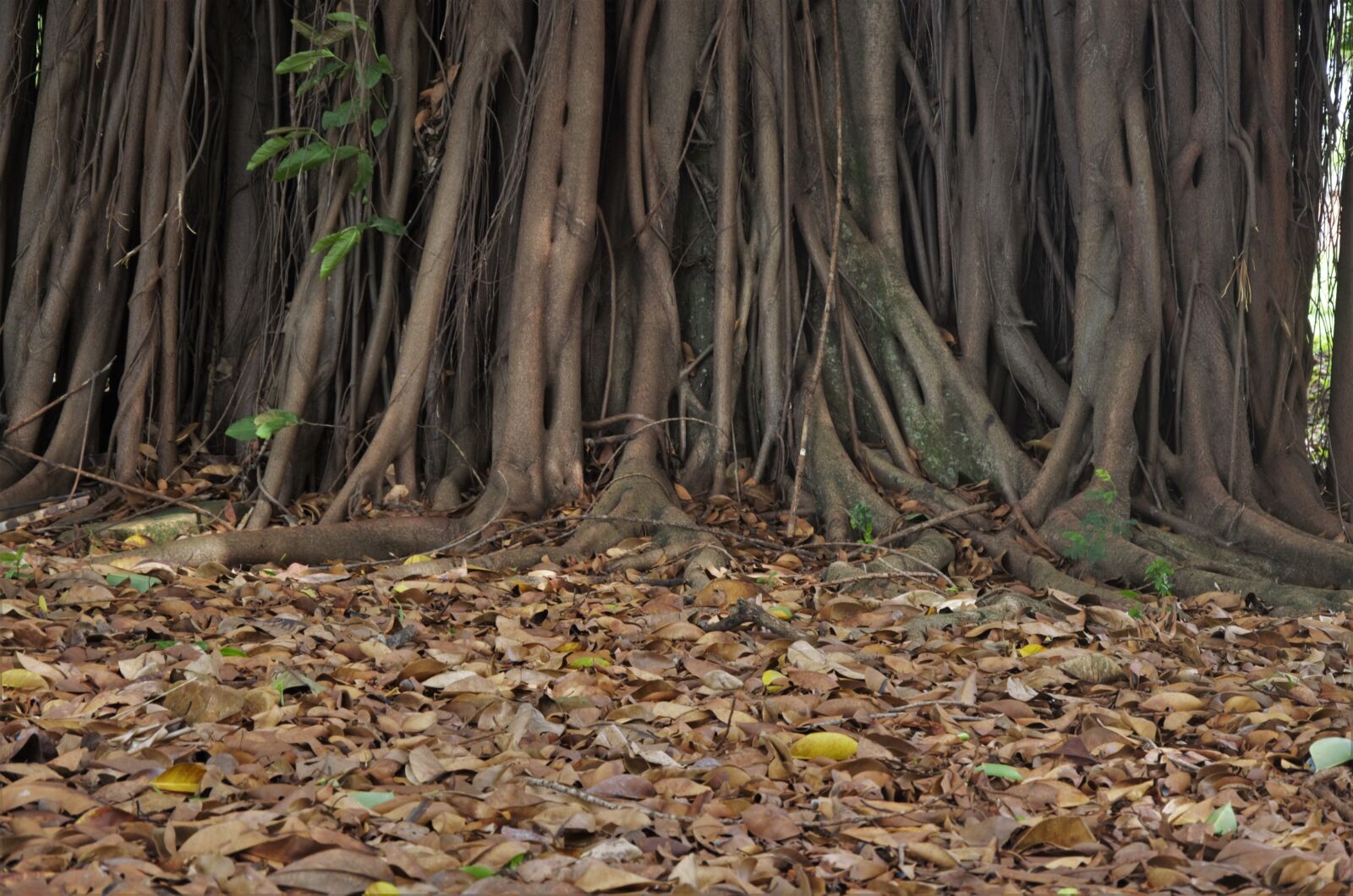 Nikon D5100 sample photo. Leaves, trunk, tree photography