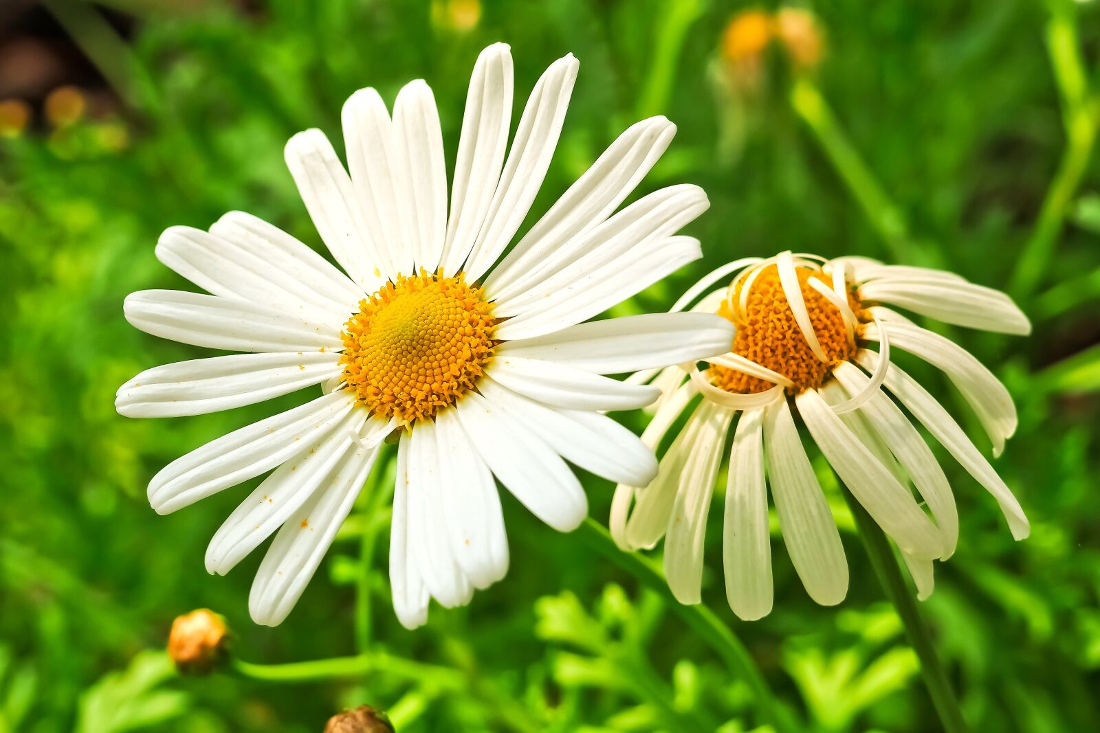 Olympus OM-D E-M10 sample photo. Meadows margerite, marguerite, meadow photography