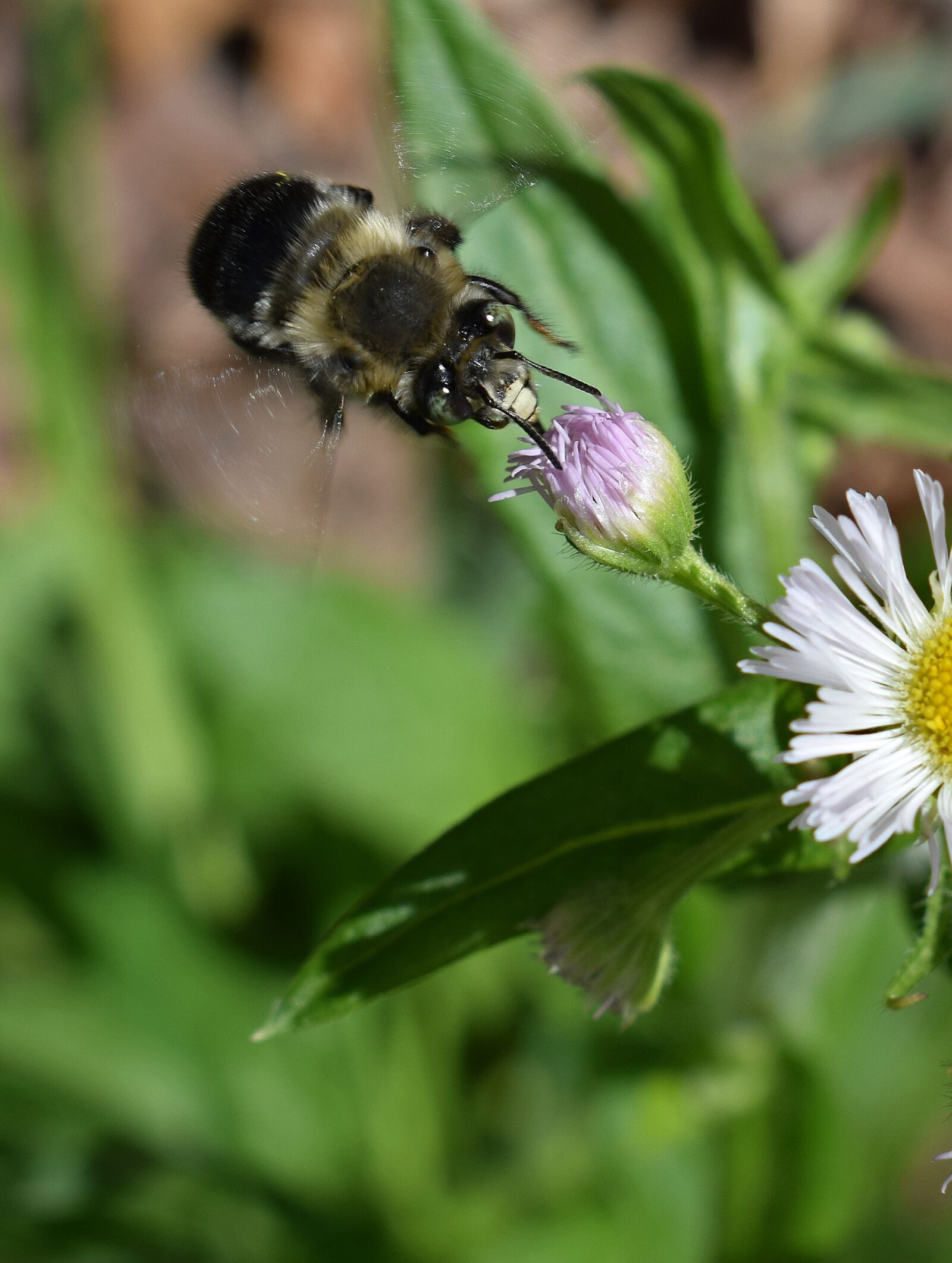 Nikon D3300 sample photo. Fleabane and bee, bee photography