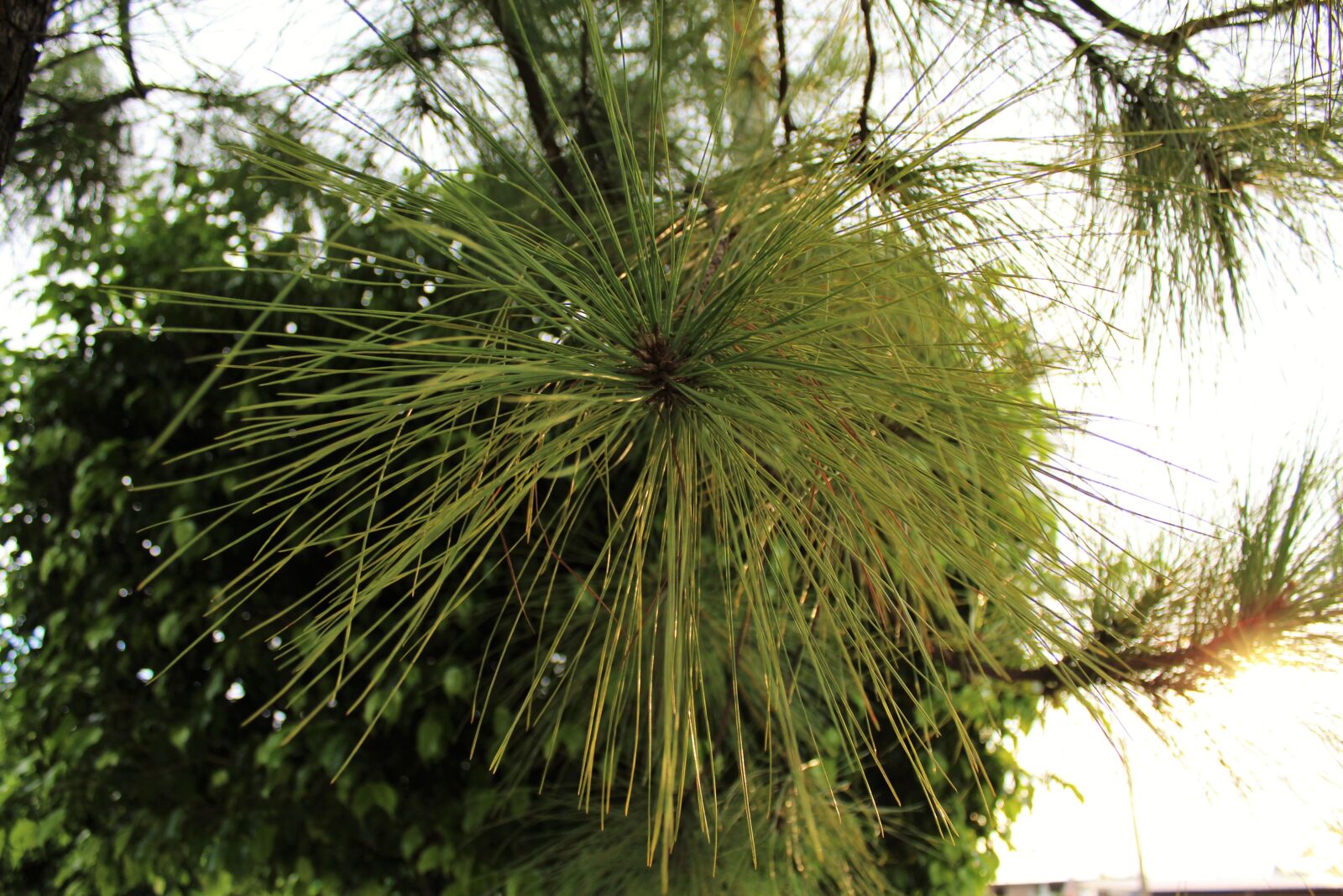 Canon EOS 1200D (EOS Rebel T5 / EOS Kiss X70 / EOS Hi) sample photo. Pine, tree, forest photography