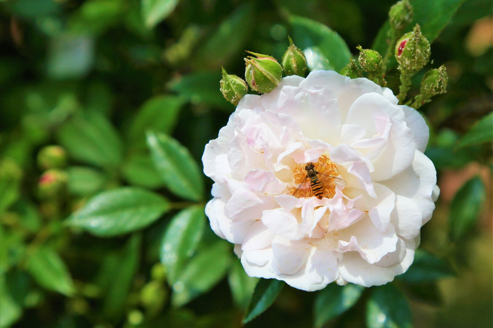 Canon EF 24-105mm F4L IS USM sample photo. Rose, spring, love photography