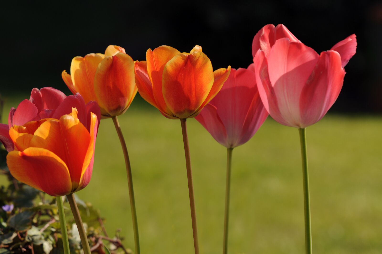 Nikon D300 sample photo. Tulip, flower, spring photography