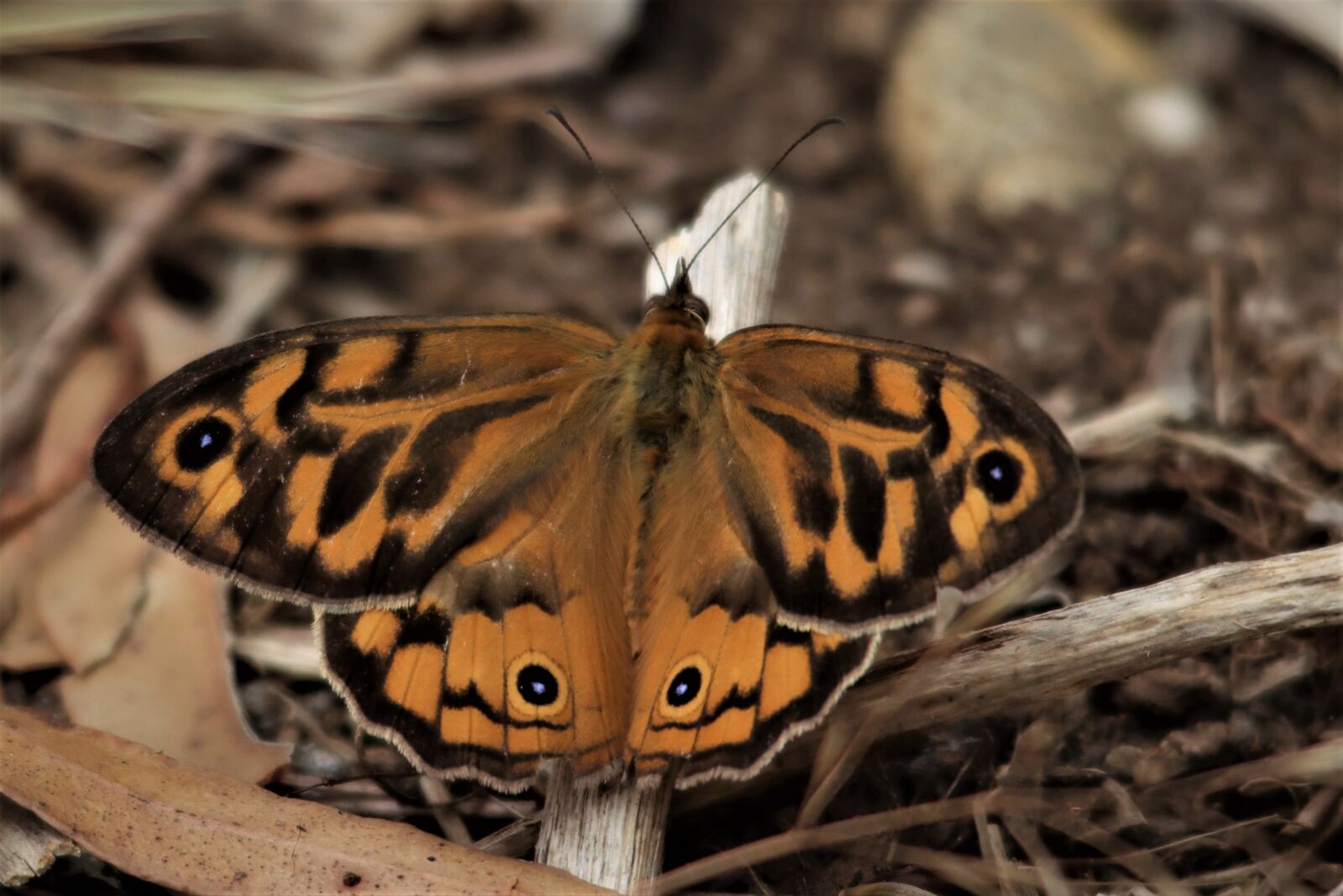Canon EOS 90D sample photo. Butterfly, orange, australia photography