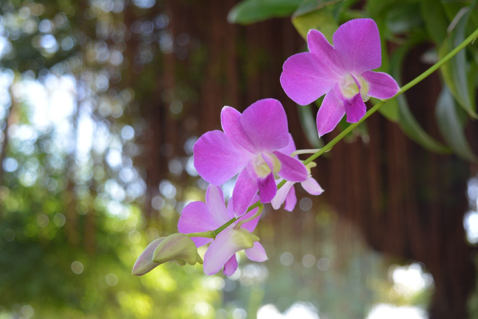Nikon D7100 sample photo. Orchid, thai orchid, flower photography