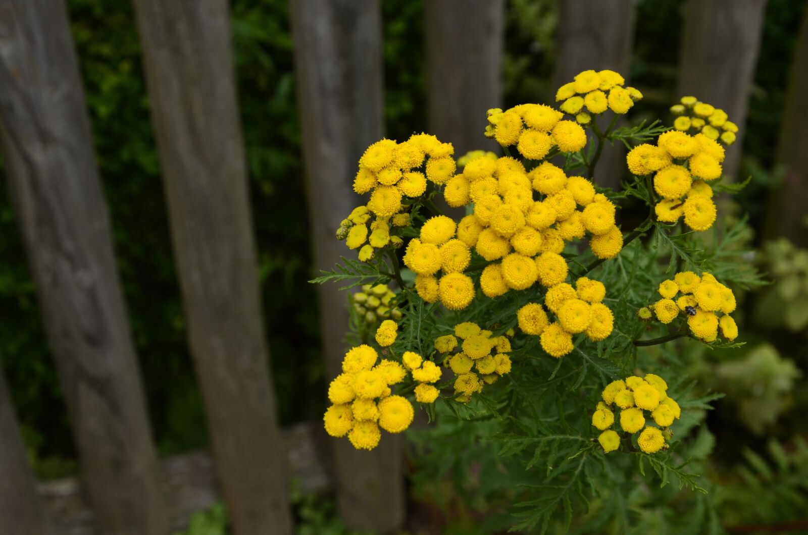 Nikon D5100 sample photo. Blossom, bloom, flower photography