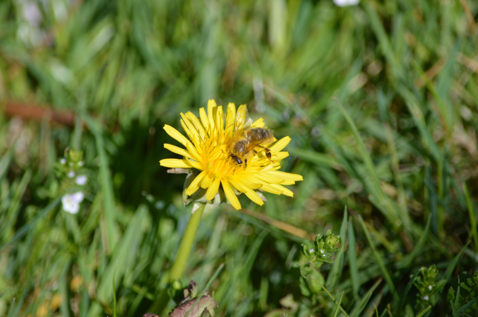 Nikon D3200 sample photo. Flower, blossom, bloom photography