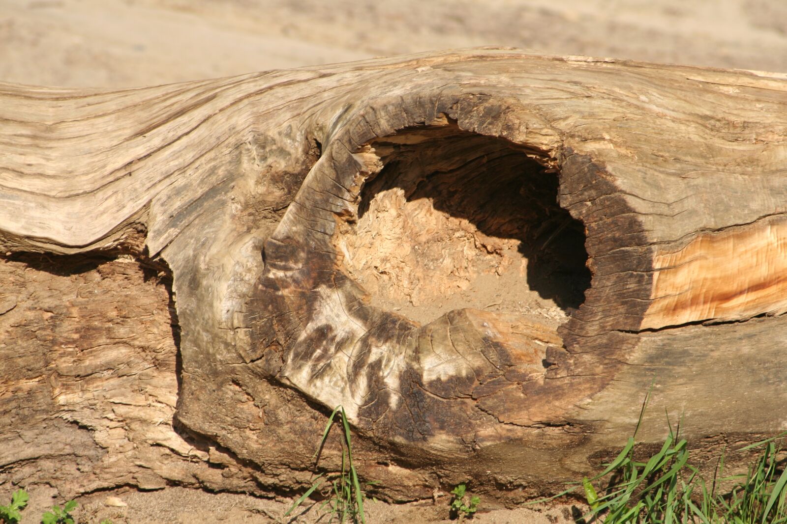 Canon EOS 350D (EOS Digital Rebel XT / EOS Kiss Digital N) sample photo. Nature, trunk, tree photography