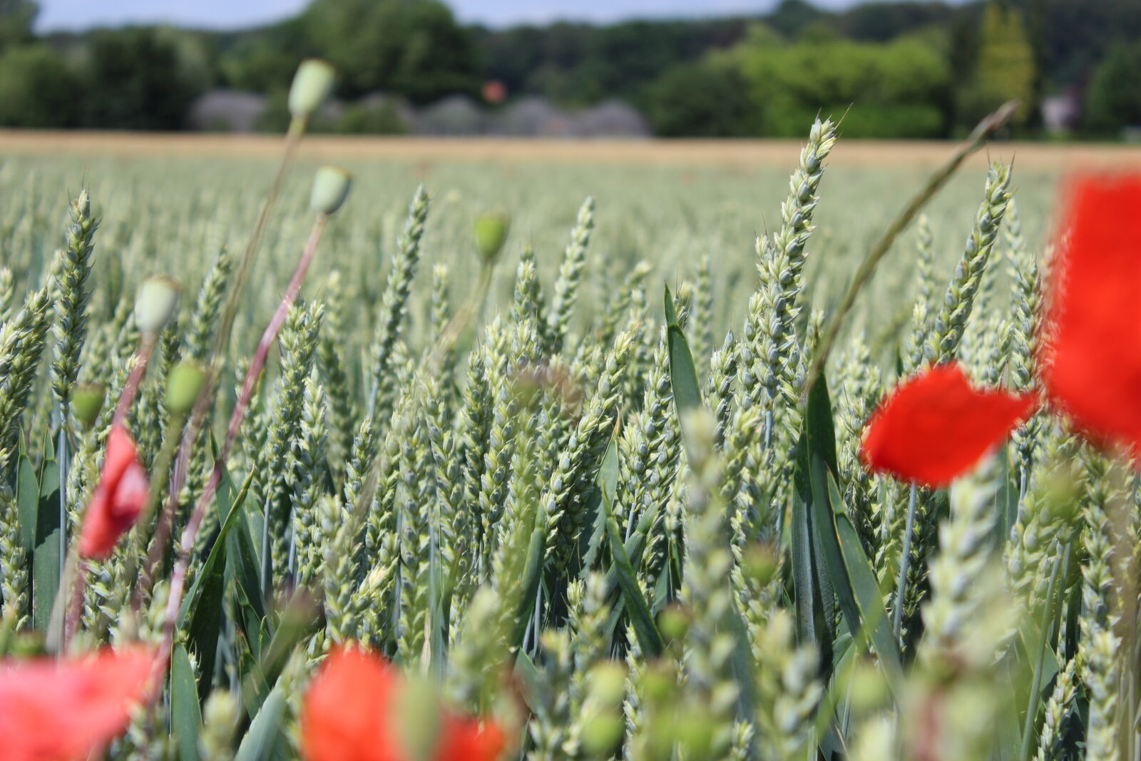 Canon EOS 600D (Rebel EOS T3i / EOS Kiss X5) sample photo. Nature, poppy, flowers photography