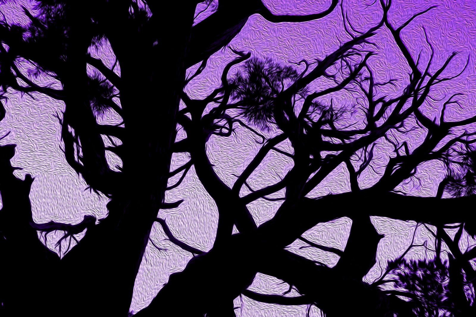 Kodak DX6490 ZOOM DIGITAL CAMERA sample photo. Tree, sunset, silhouette photography