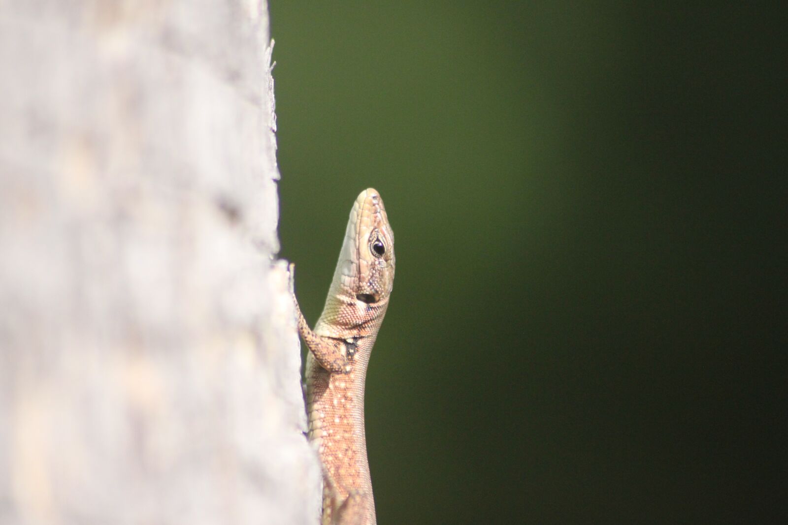 Canon EOS 500D (EOS Rebel T1i / EOS Kiss X3) sample photo. Animal portrait, lizard, reptile photography