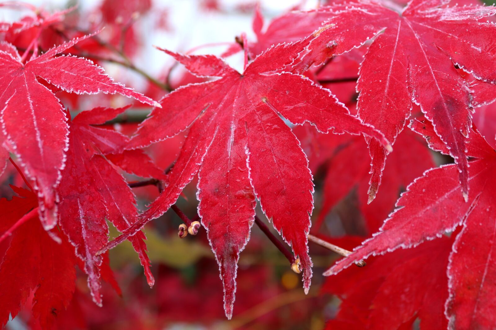 Canon EOS 200D (EOS Rebel SL2 / EOS Kiss X9) sample photo. Maple, leaf, frost photography