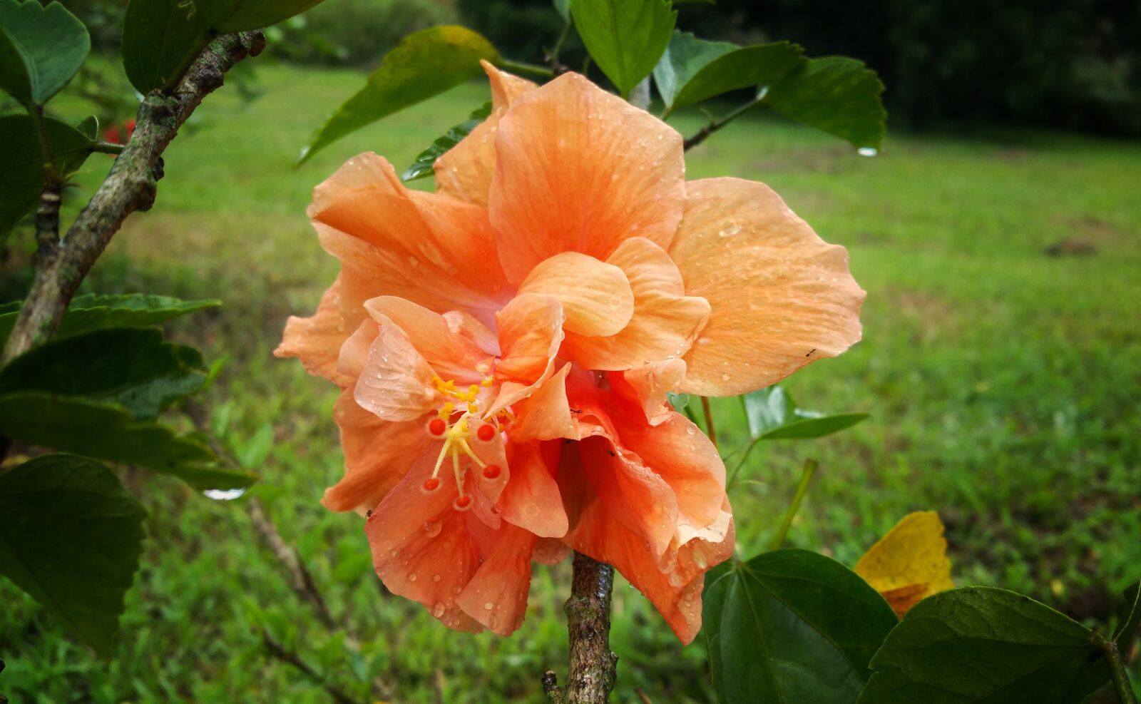 Samsung Galaxy Note4 sample photo. Flower, tan, nature photography