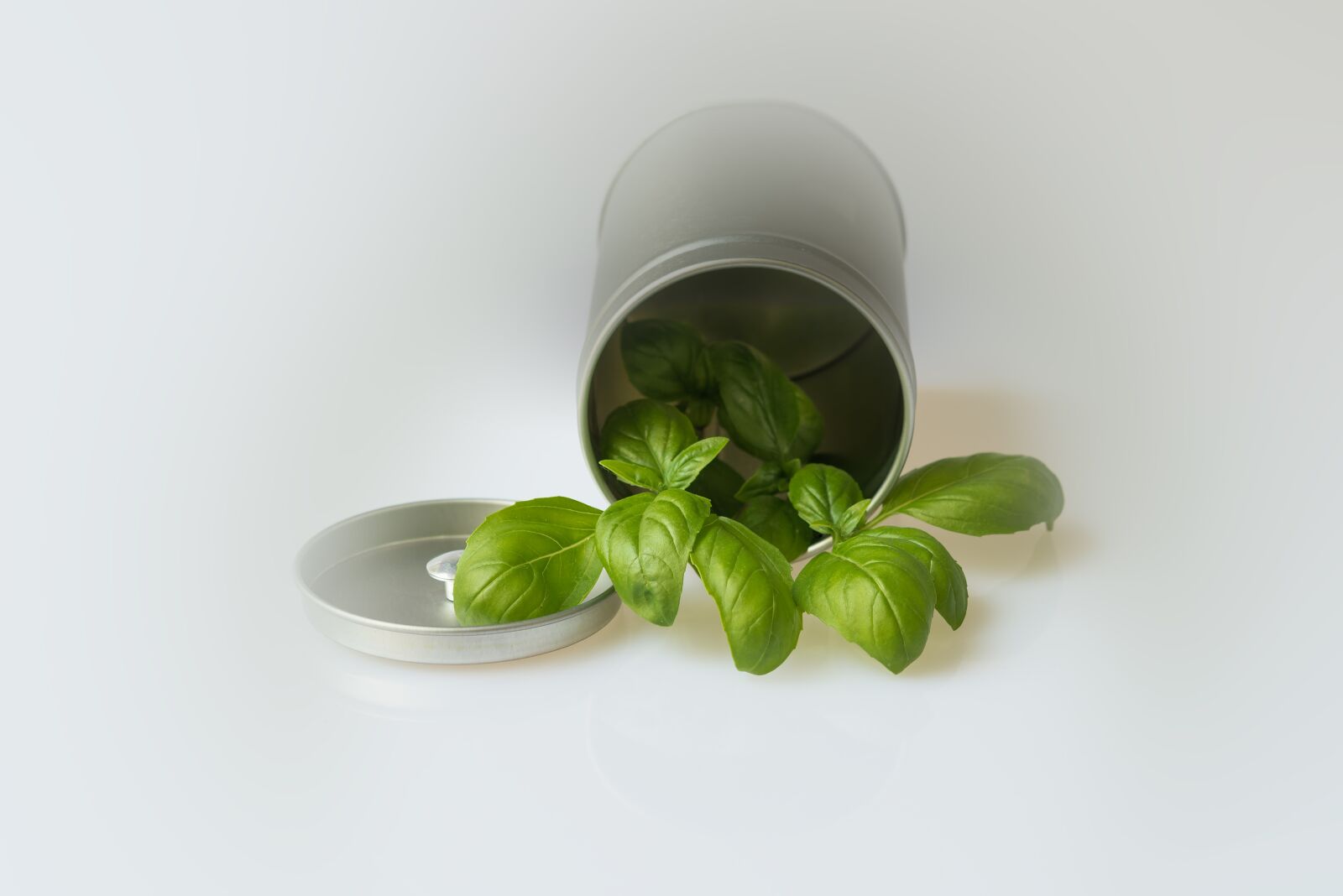 Nikon D800 sample photo. Basil, aromatic plant, condiment photography