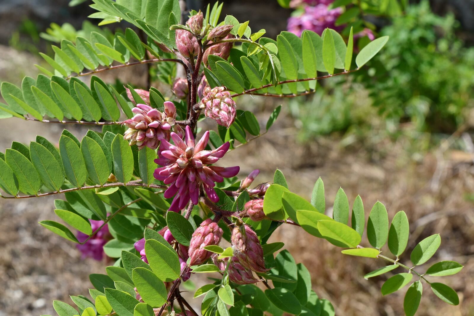Nikon D5500 sample photo. Acacia, flower garden, pink photography