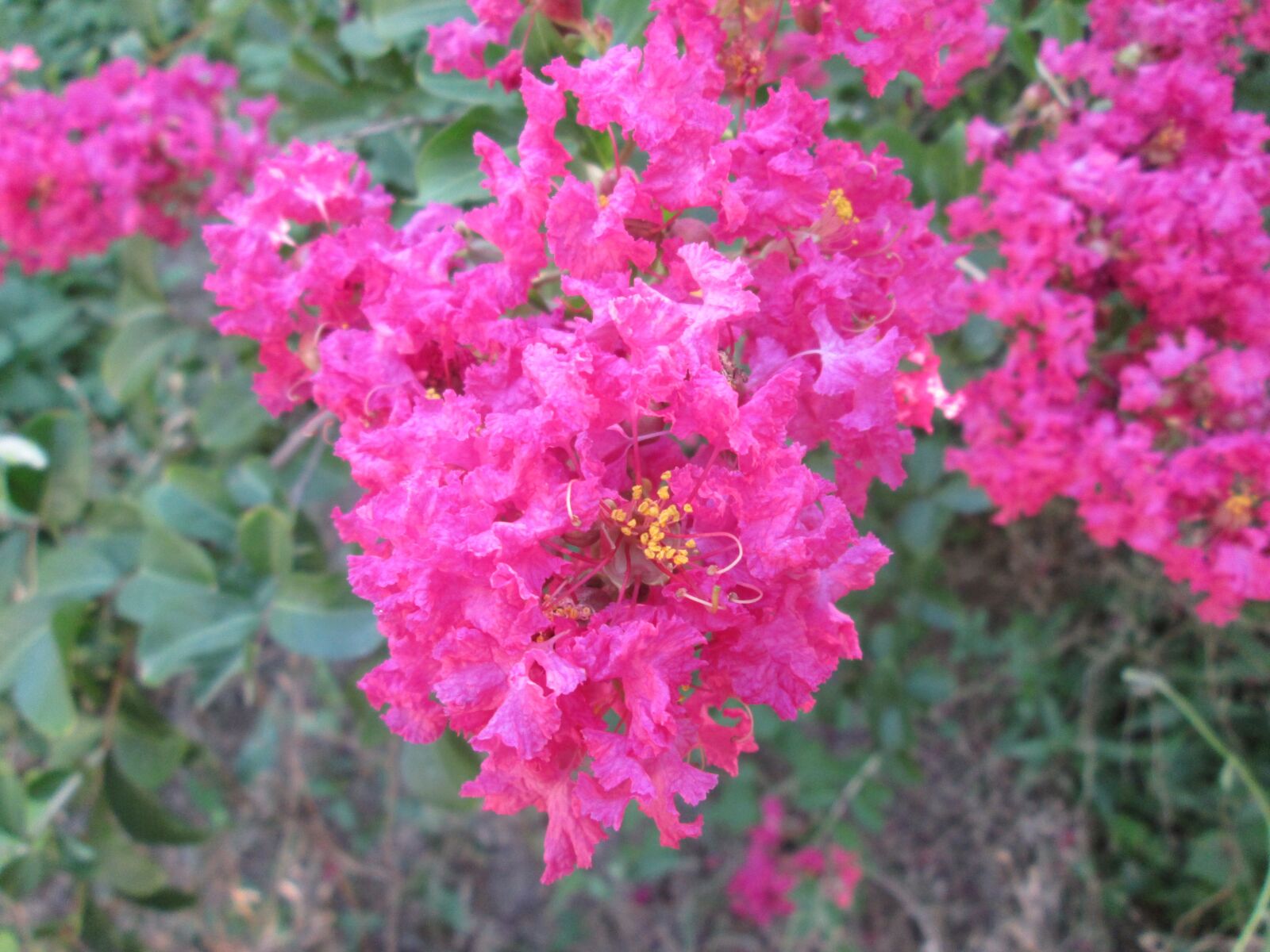 Canon PowerShot A2500 sample photo. Purple, flower, blossom photography