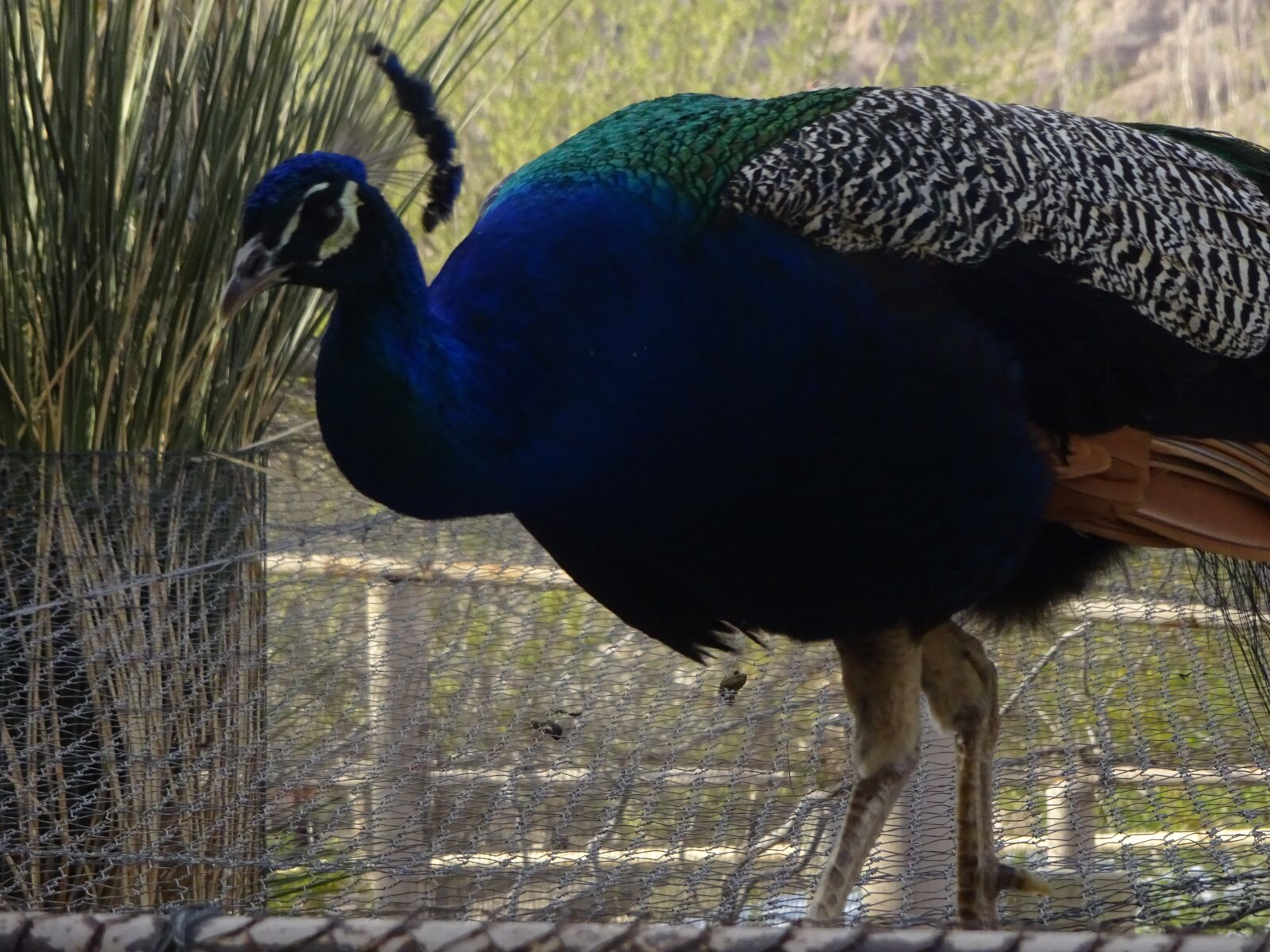 Sony Cyber-shot DSC-WX350 sample photo. Peacock, blue, bird photography