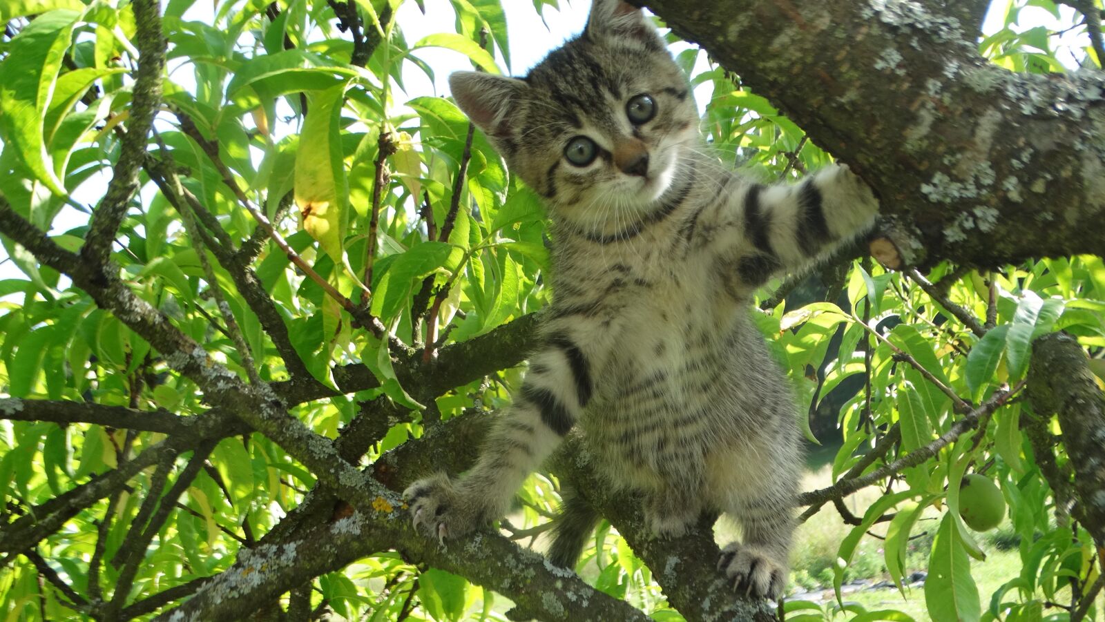 Sony Cyber-shot DSC-HX300 sample photo. Cat, kitten, pet photography