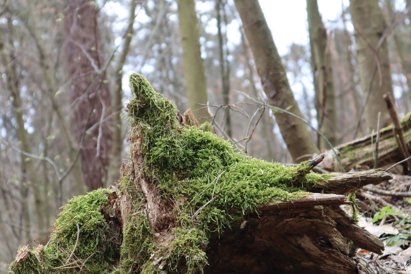 Canon EF-M 15-45mm F3.5-6.3 IS STM sample photo. Trunk, moss, forest photography