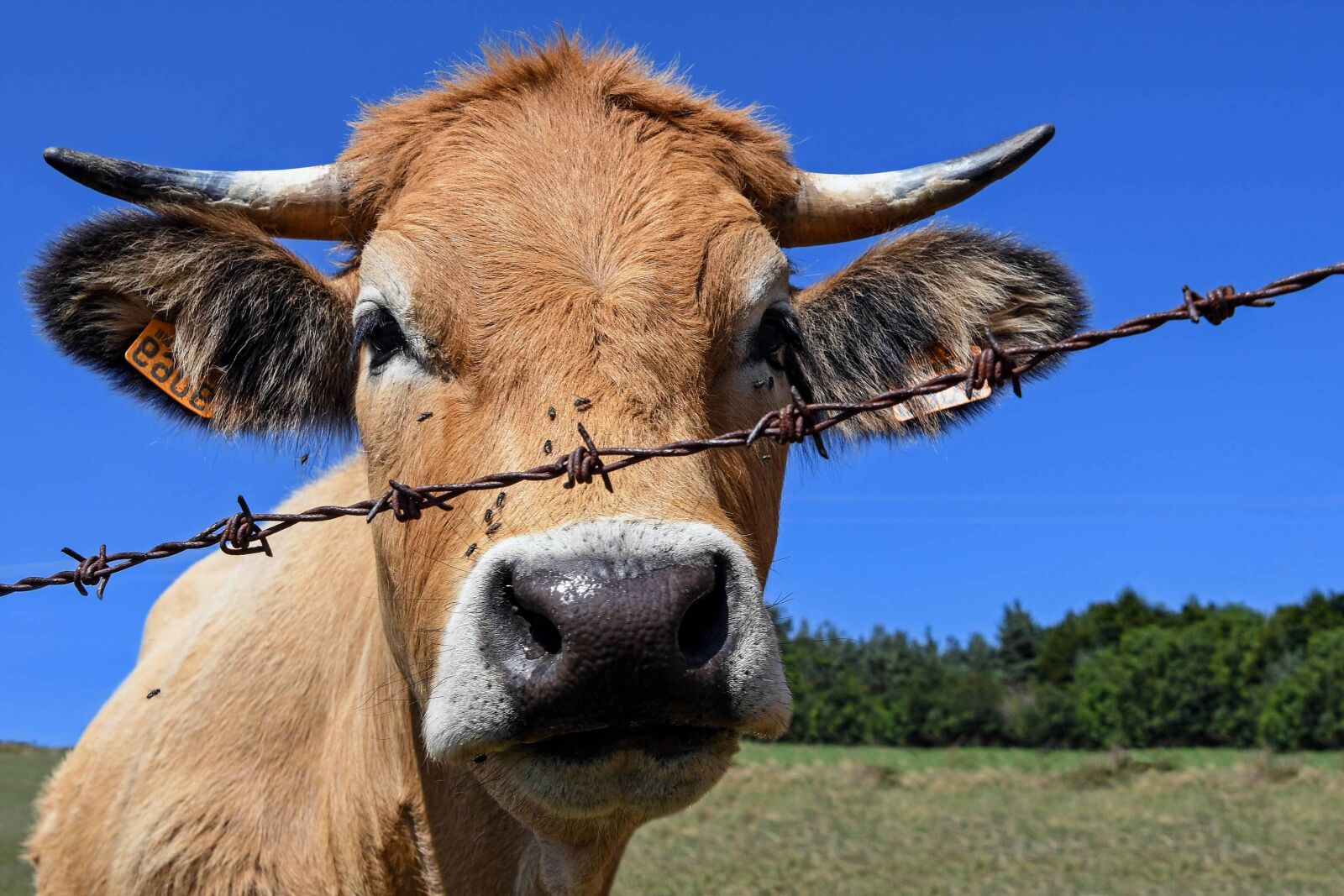 Nikon D500 sample photo. Animal, cow, nature, agriculture photography