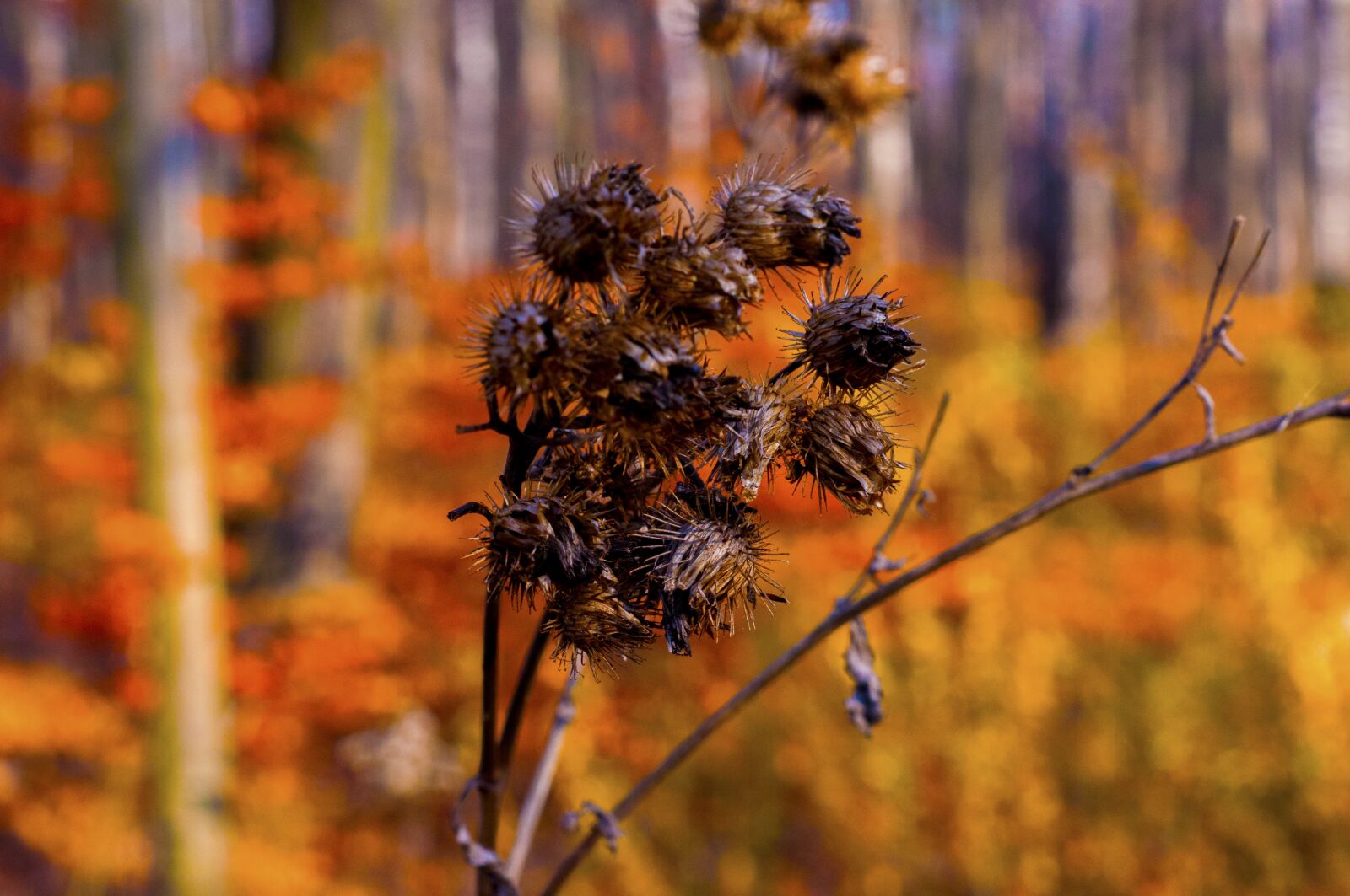 Nikon D90 sample photo. Autumn, velcro, forest photography
