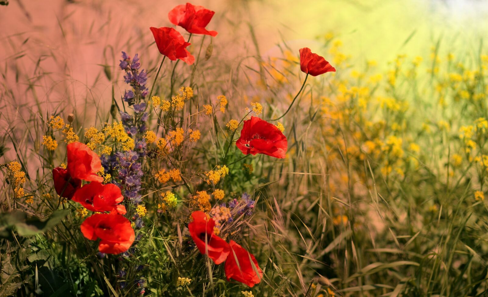 Canon EOS 450D (EOS Rebel XSi / EOS Kiss X2) sample photo. Poppies, red, flowers photography