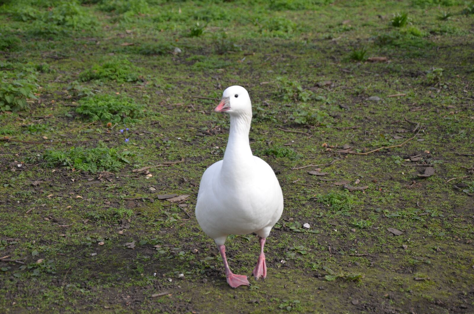Nikon D5100 sample photo. Duck, animal, animals photography