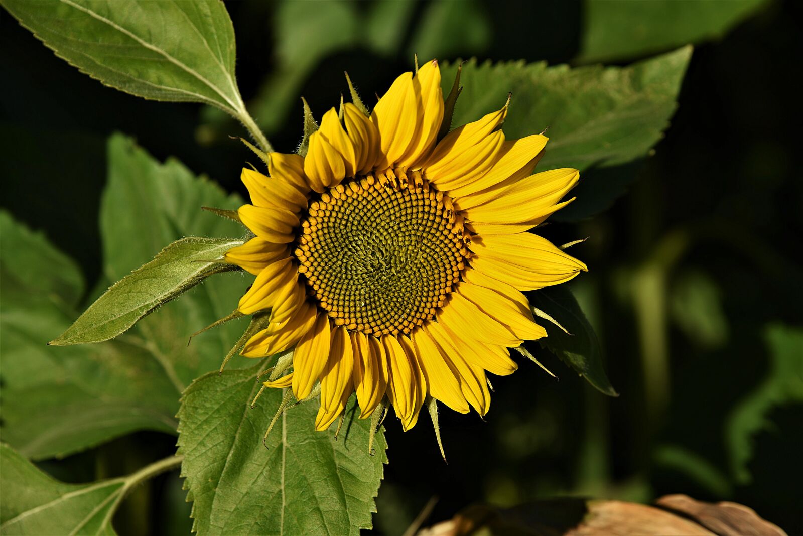 Nikon D750 sample photo. Flora, sunflower, nature photography