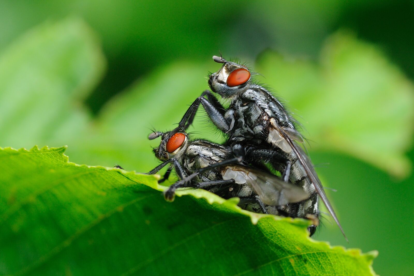 Nikon D300 sample photo. Insect, flies, macro photography