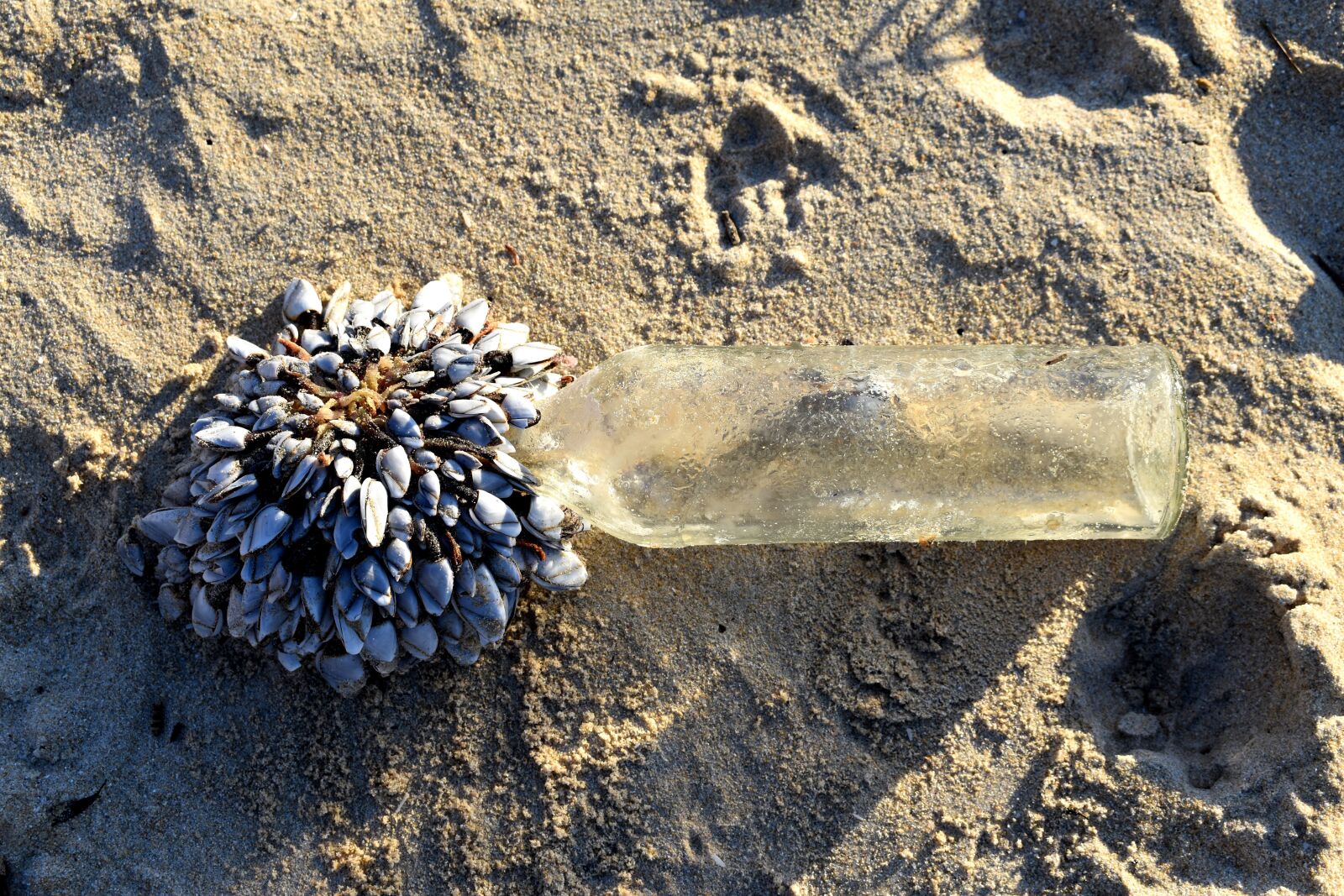 Nikon D5600 sample photo. Barnacles, remains, sea photography