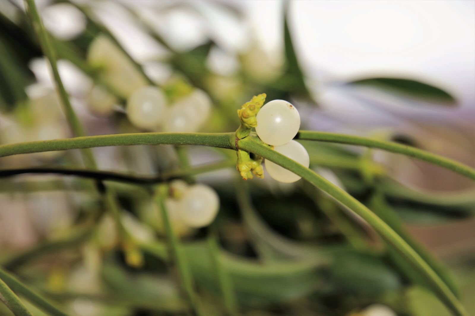 Canon EOS 80D sample photo. Mistletoe, sprig, dec photography