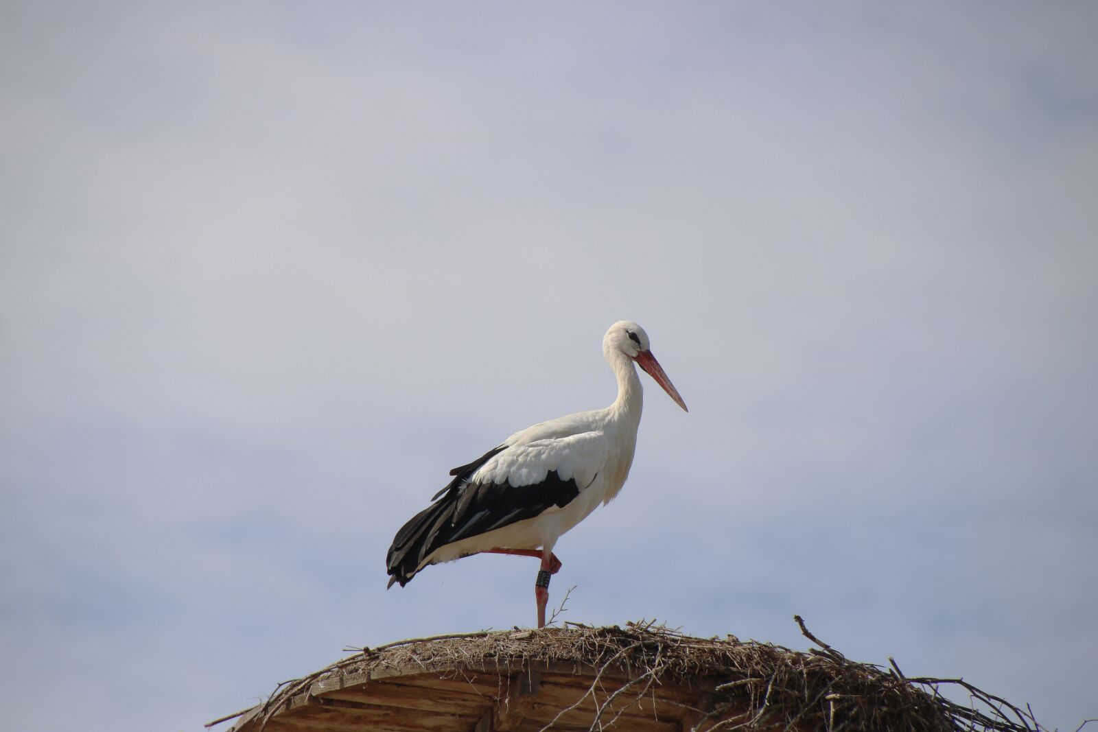 Canon EOS 750D (EOS Rebel T6i / EOS Kiss X8i) sample photo. Stork, bird, bird's nest photography