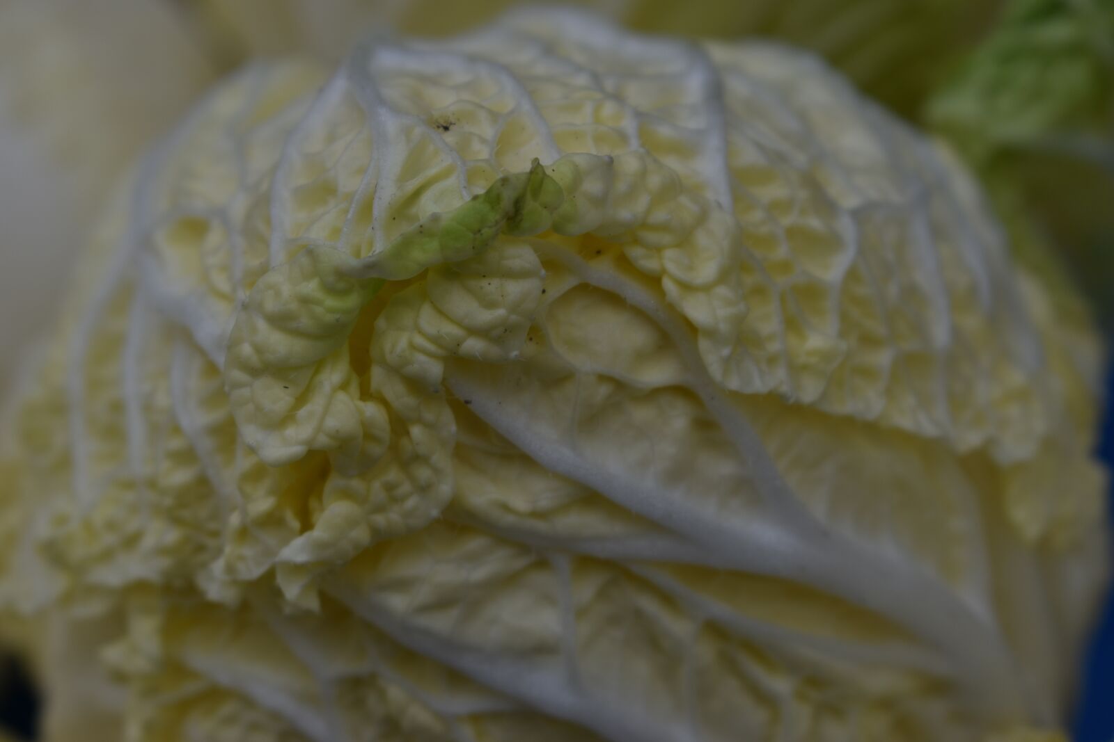 Nikon D3500 sample photo. Vegetable, leaf, food photography
