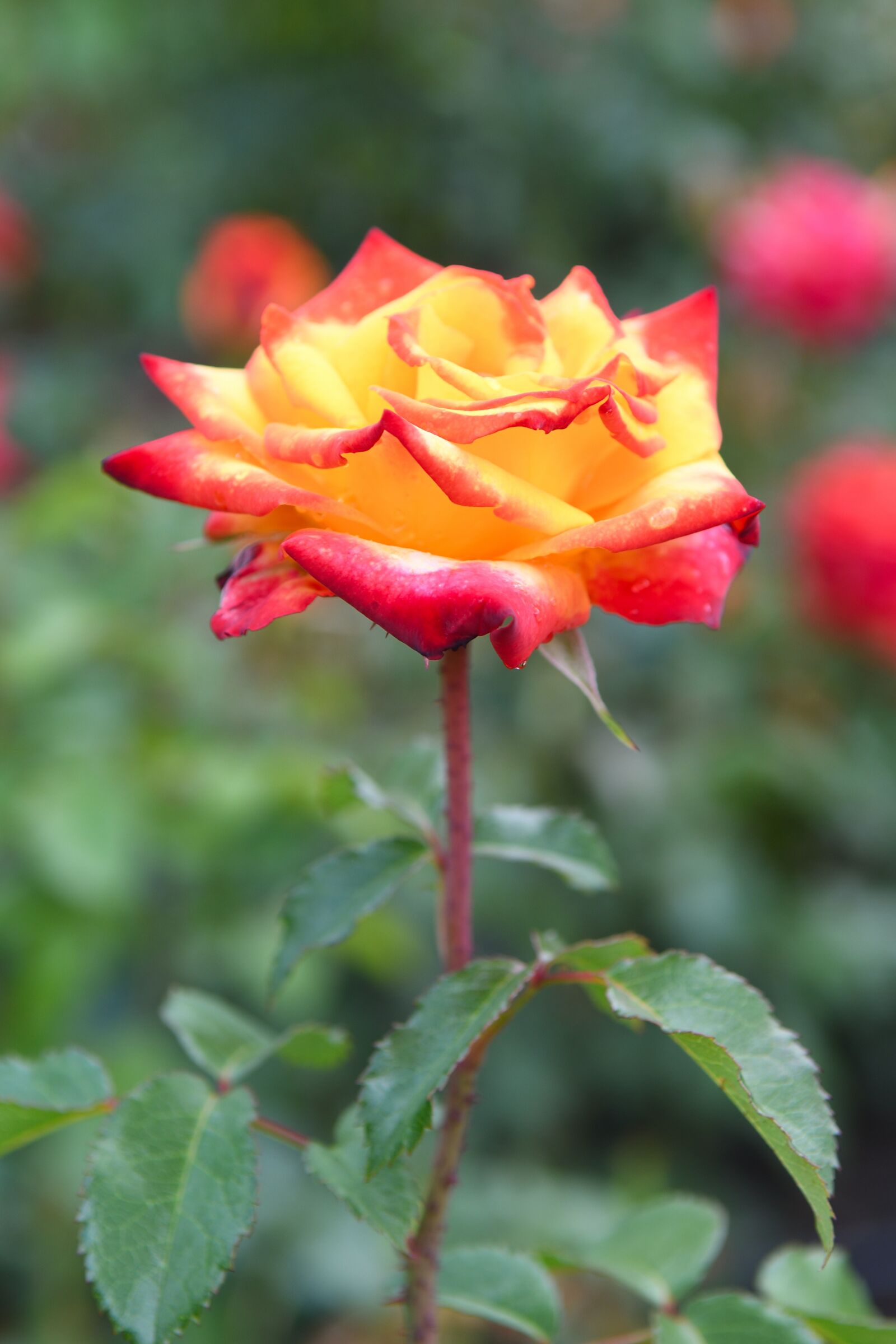 Nikon D500 sample photo. Rose, blooms, red photography