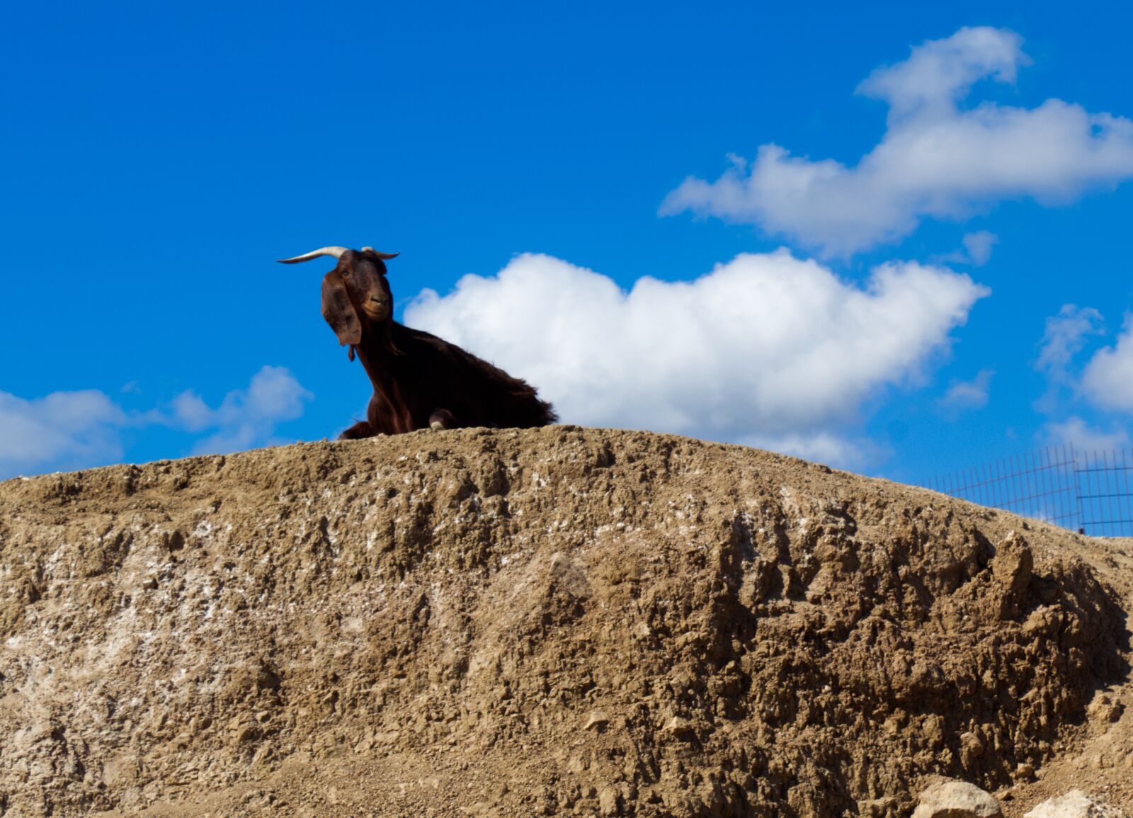 Canon EOS 1300D (EOS Rebel T6 / EOS Kiss X80) sample photo. Goat, resting, outside photography