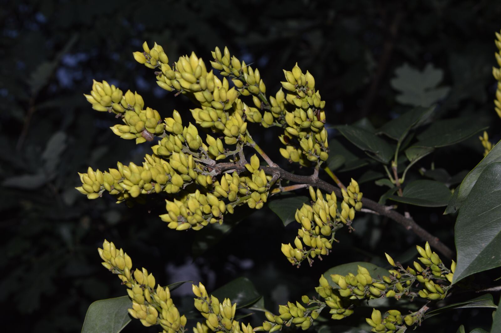 Nikon D3200 sample photo. The buds, plant, green photography