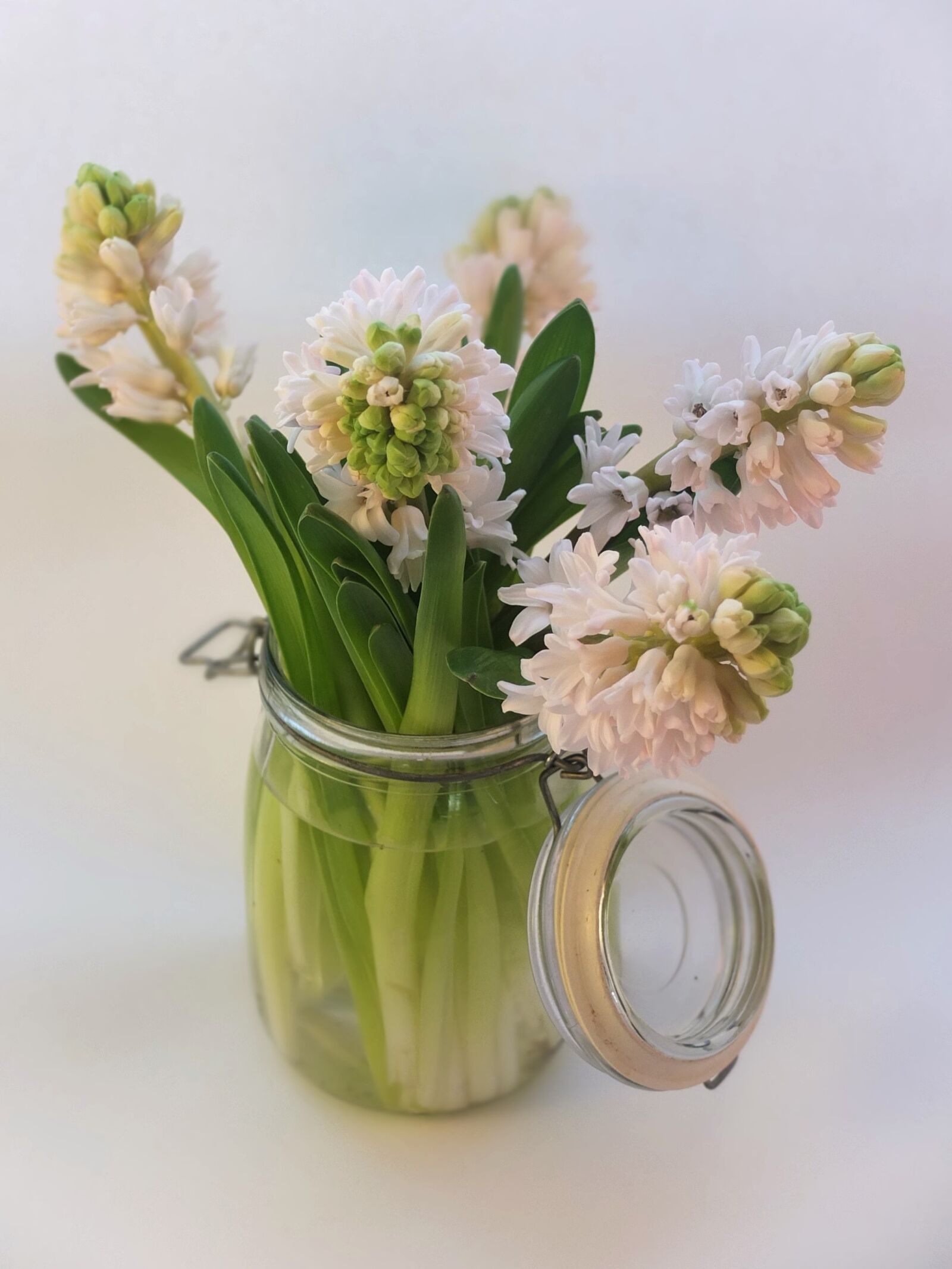 Fujifilm X10 sample photo. Hyacinth, spring, bulbs photography