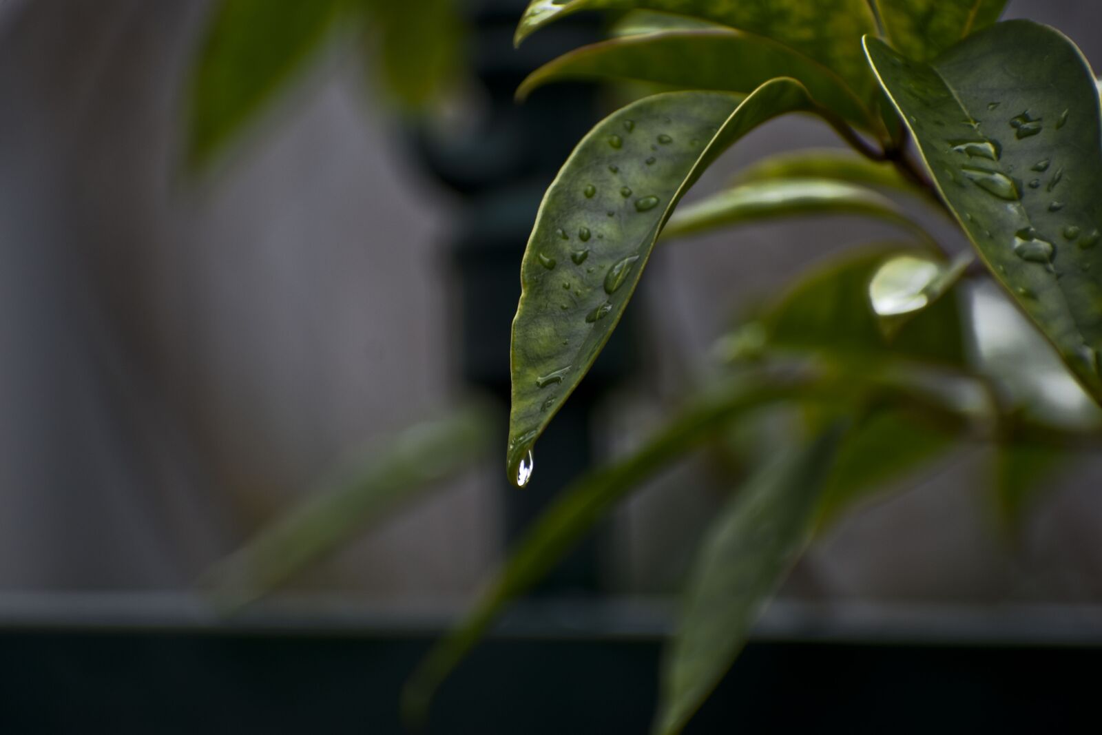 Nikon D3500 sample photo. Leaves, wet, dew photography