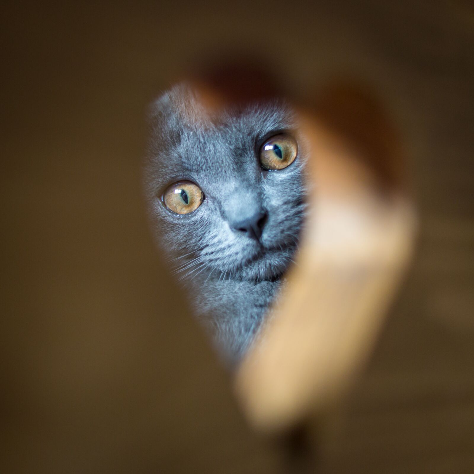 Canon EOS-1D X sample photo. Carthusian, cat, grey photography