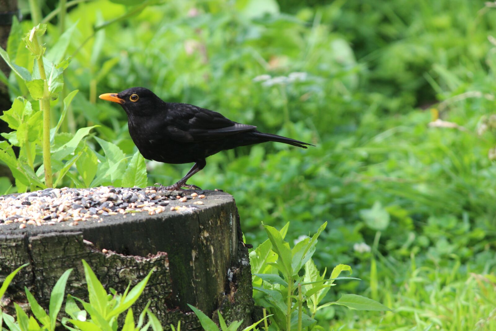 Canon EF-S 55-250mm F4-5.6 IS sample photo. Bird, black bird, nature photography