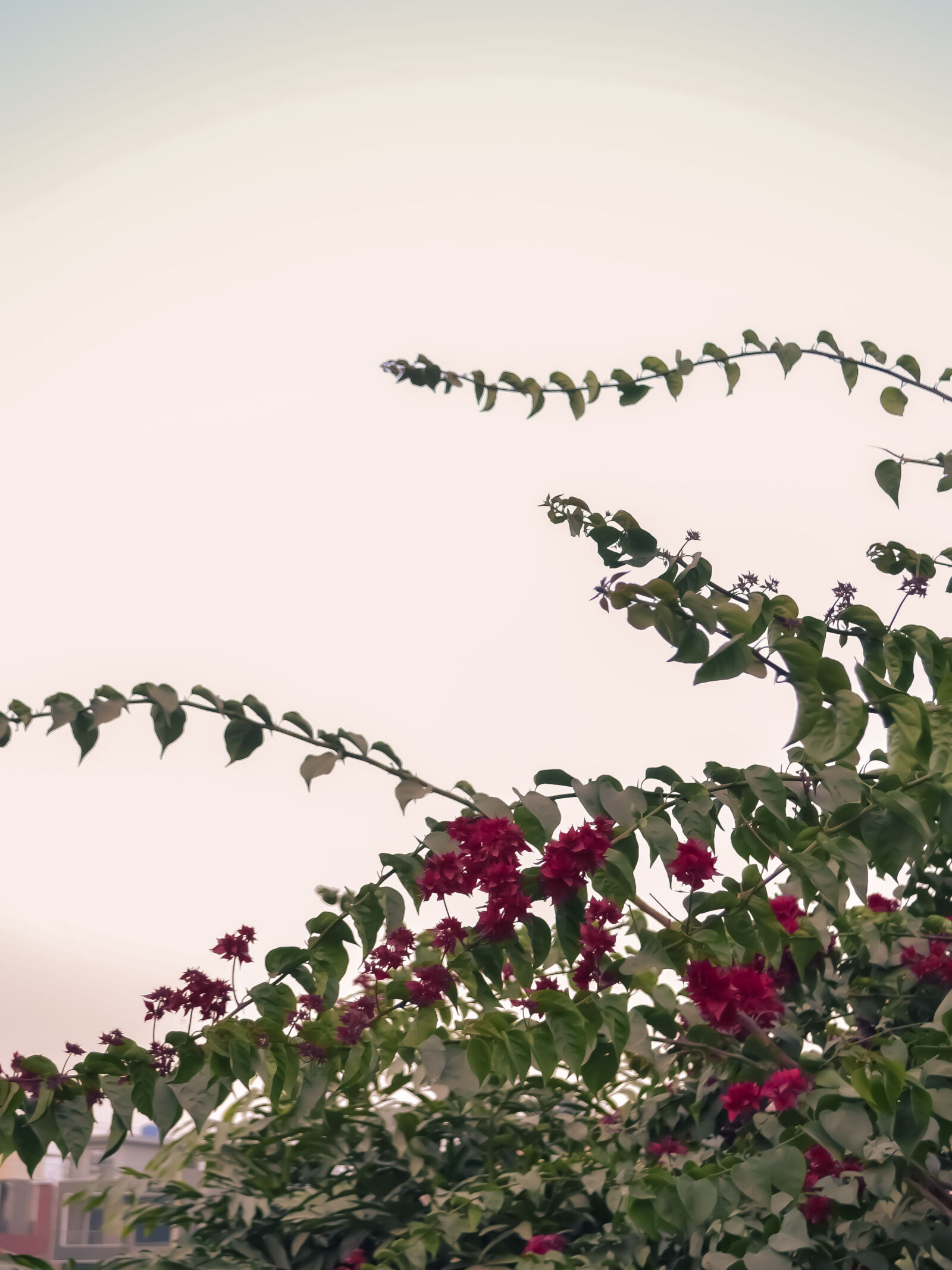 Nikon D3100 sample photo