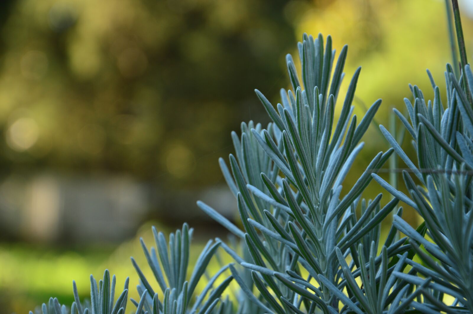 Nikon D3200 sample photo. Leaves, back ground, bokeh photography