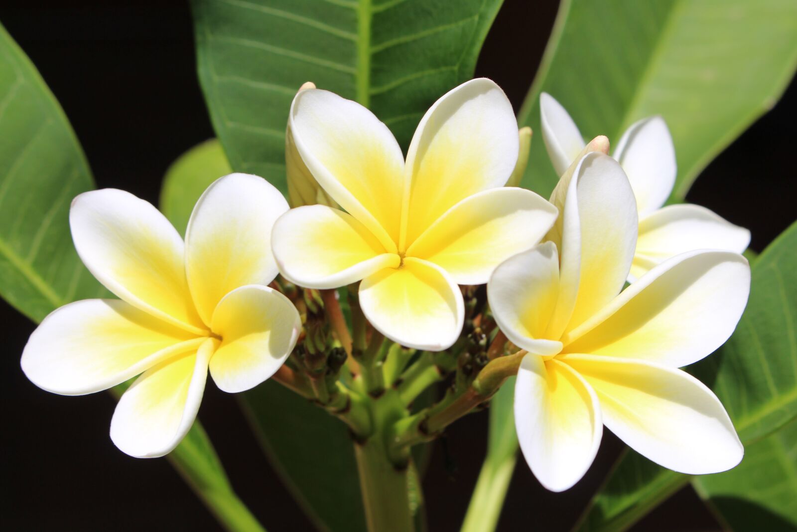 Canon EOS 700D (EOS Rebel T5i / EOS Kiss X7i) sample photo. Frangipani, plumeria, flowers photography