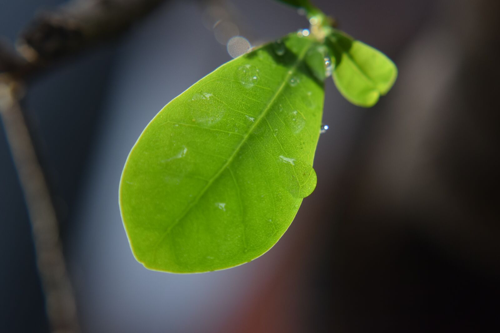 Nikon D3300 sample photo. Leaf, rain drops, nature photography
