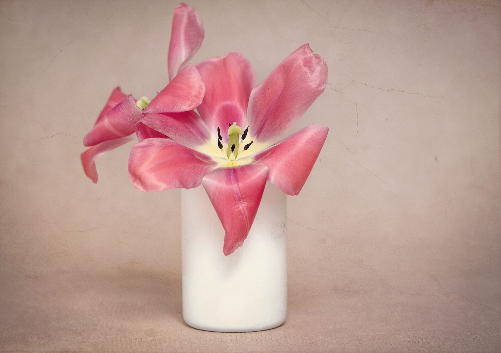 Nikon D750 sample photo. Flowers, tulips, pink photography