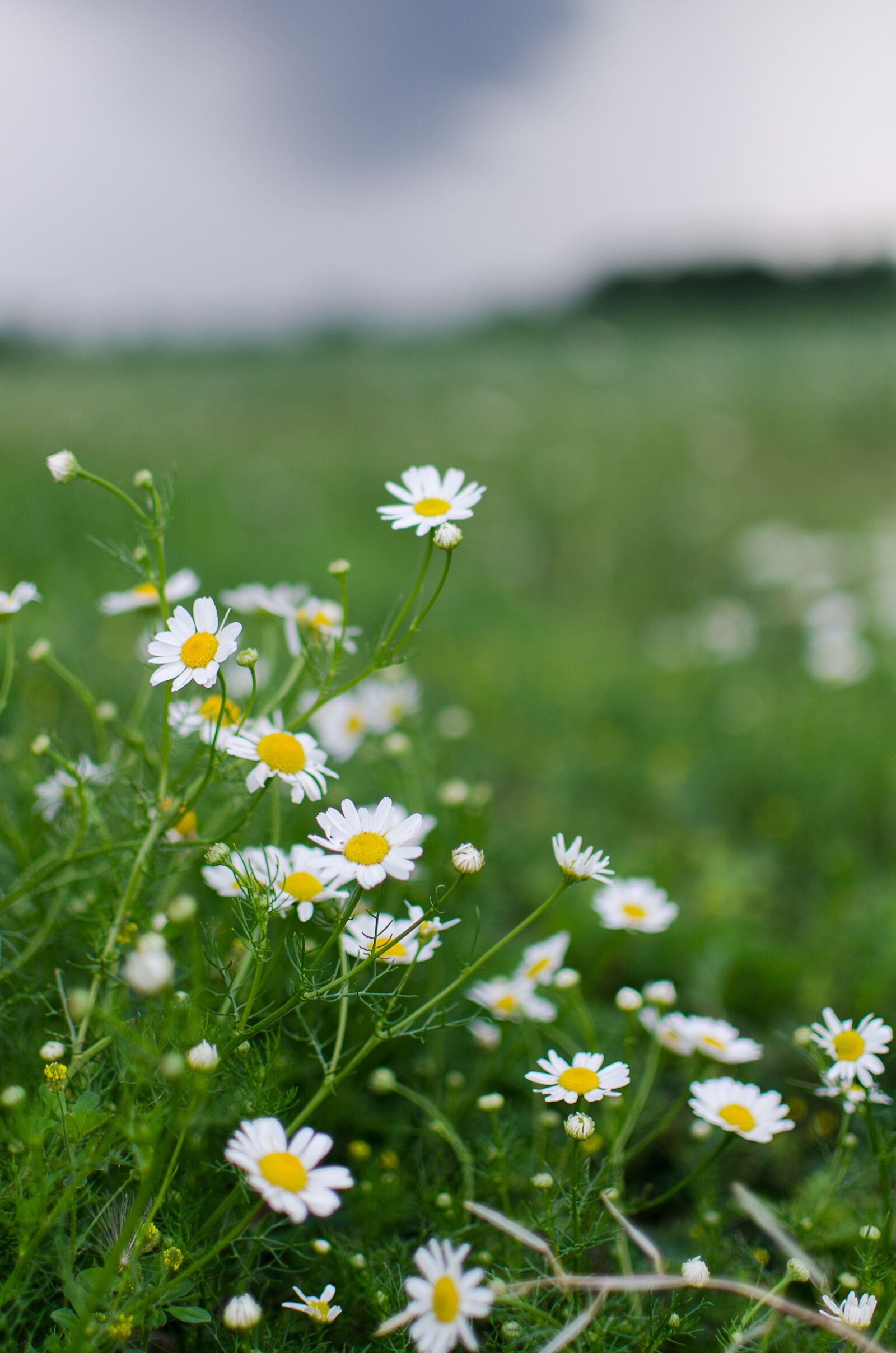 Nikon D7000 sample photo. Chamomile, flowers, field photography