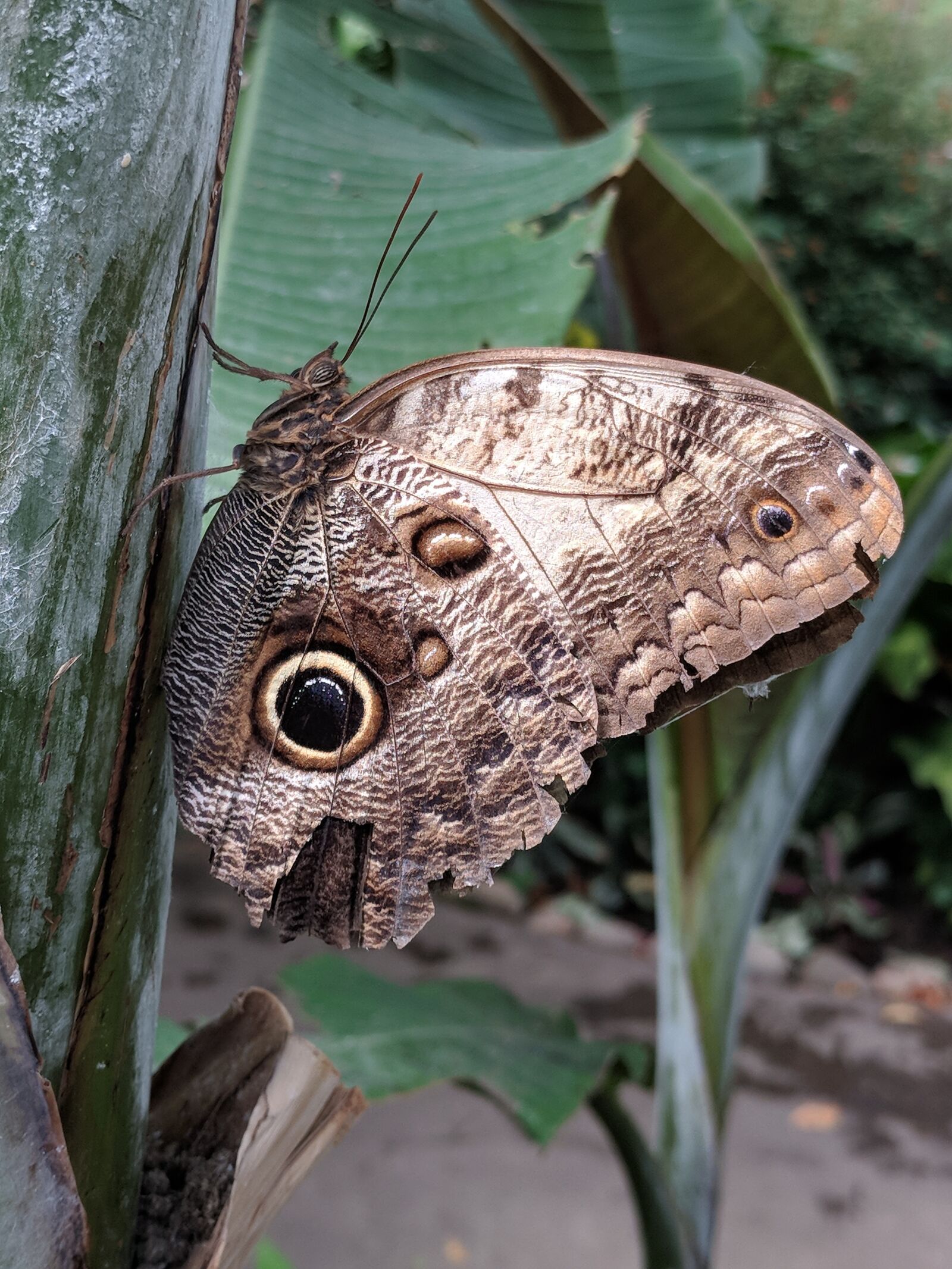 Google Pixel sample photo. Butterfly, butterflies, insect photography