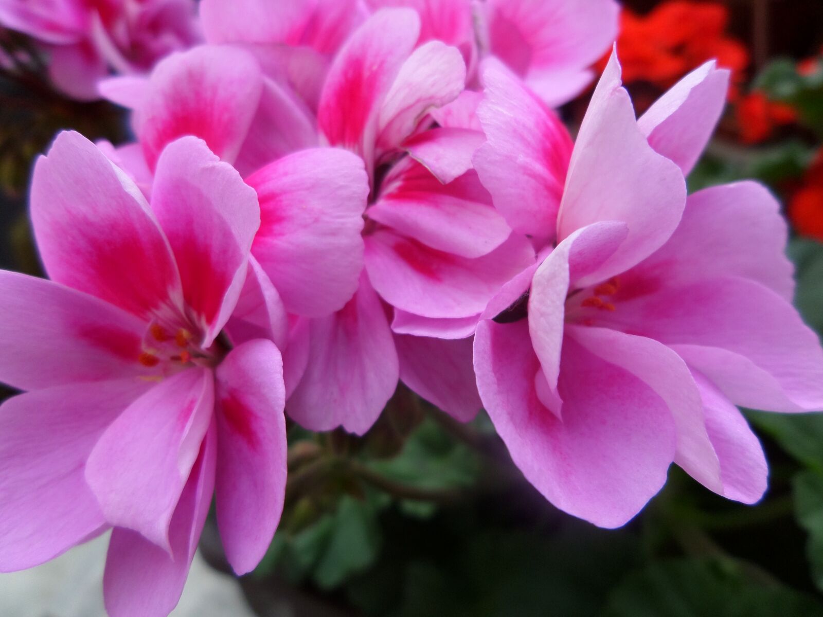 Samsung WB30F/WB31F/WB32F sample photo. Flowers, blossom, bloom photography