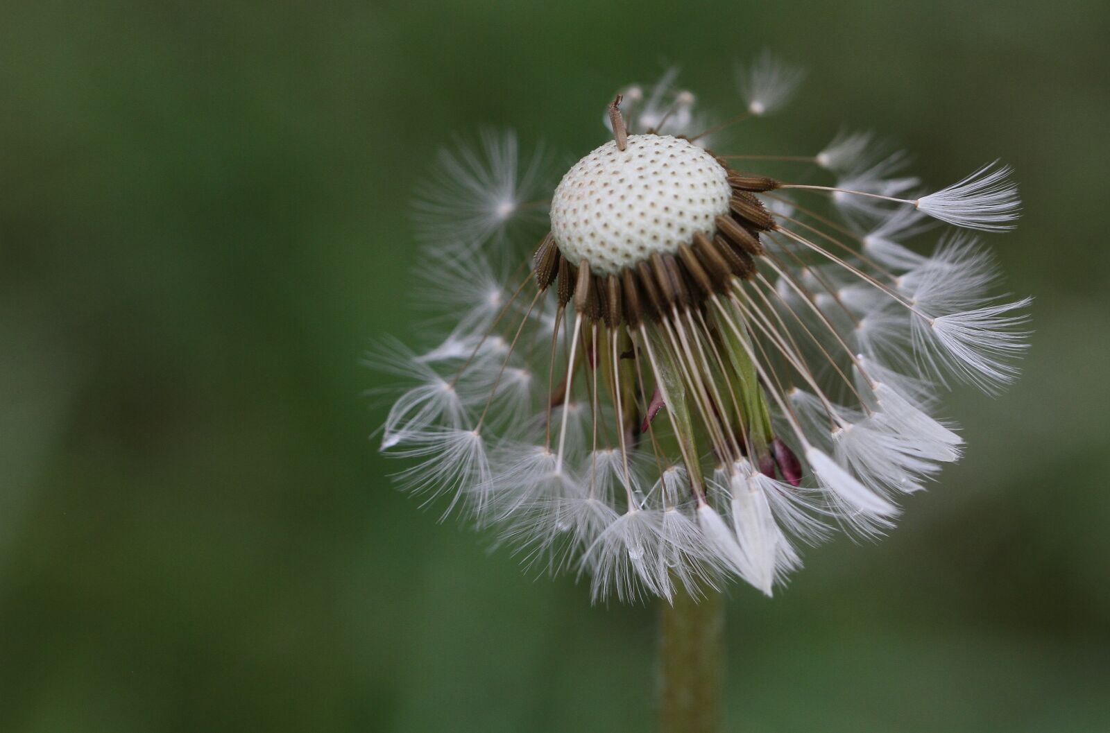 Canon EOS 7D sample photo. Dandelion, seeds, flower photography