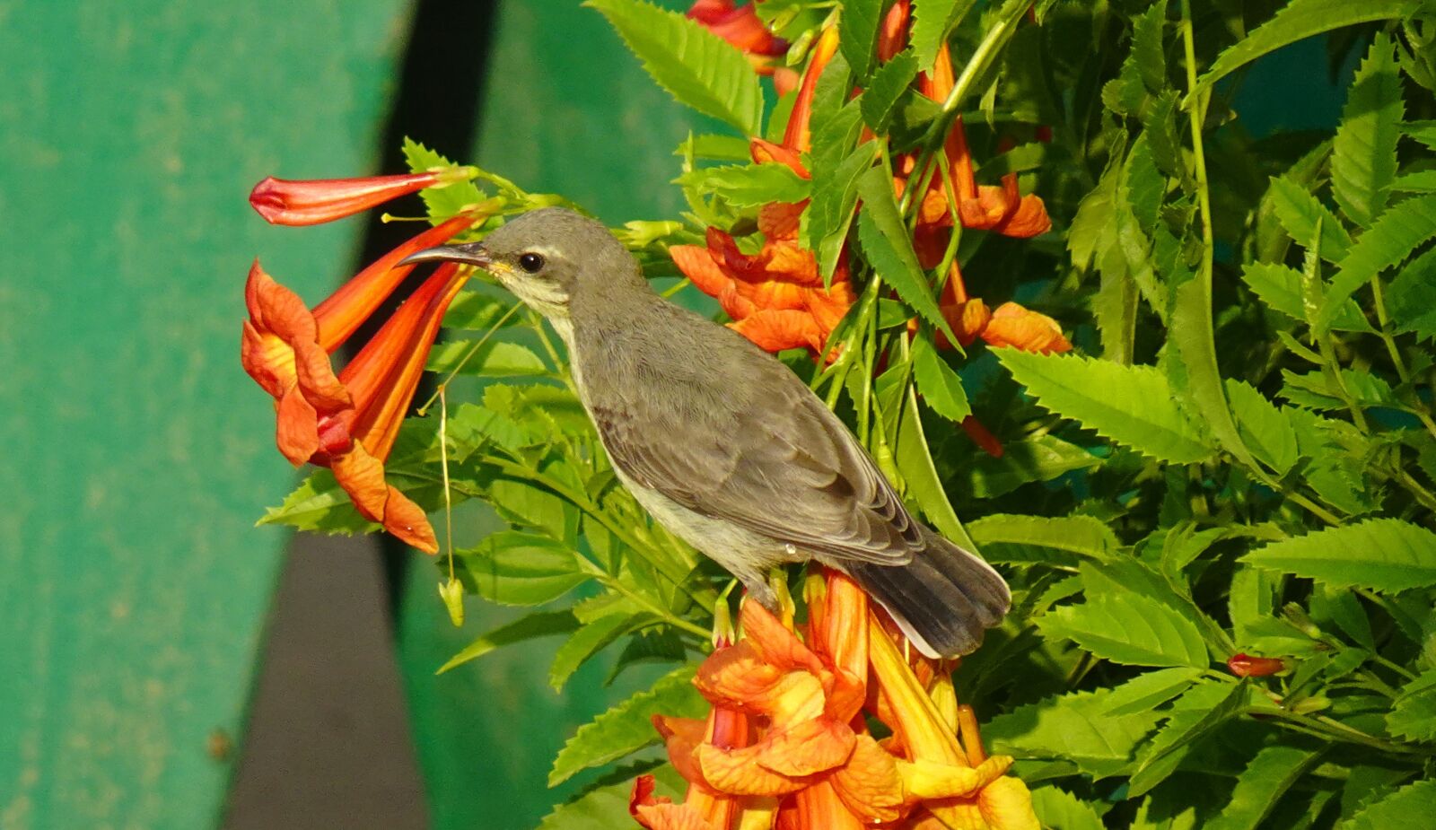 Sony DSC-WX800 sample photo. Bird, purple sunbird, cinnyris photography