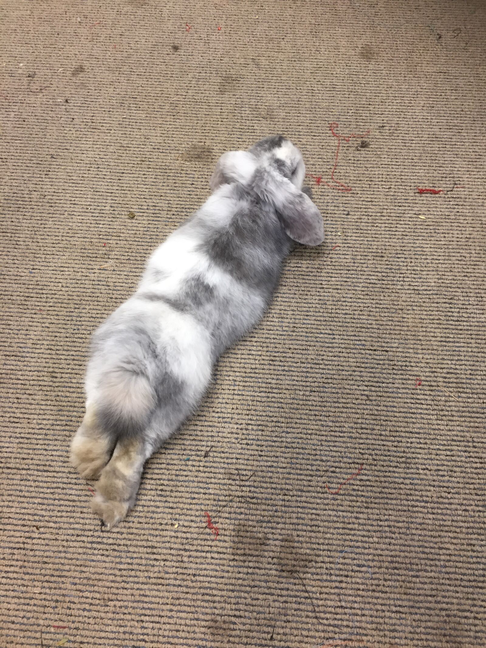 iPhone 6 back camera 4.15mm f/2.2 sample photo. Rabbit, pet, bunny photography